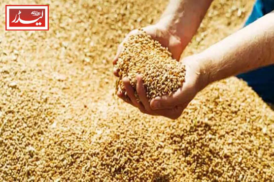 wheat_seeds_1776165470.jpg